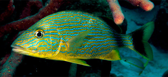 Haemulon sciurus