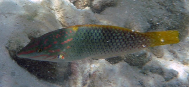 Halichoeres hortulanus