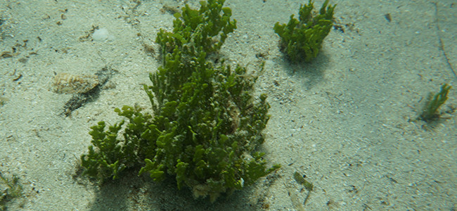 Halimeda tuna