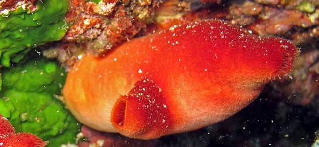 Halocynthia papillosa