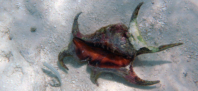 Harpago arthriticus
