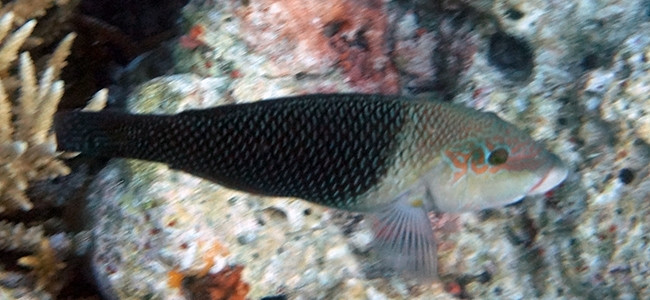 Hemigymnus melapterus
