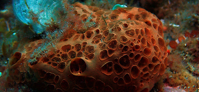 Hemimycale columella