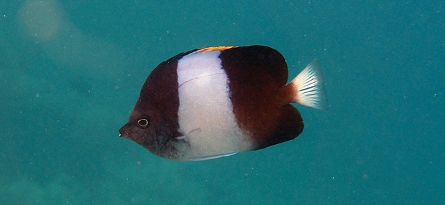 Hemitaurichthys zoster