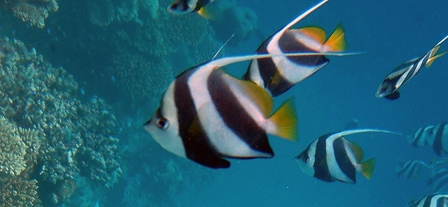 Heniochus acuminatus