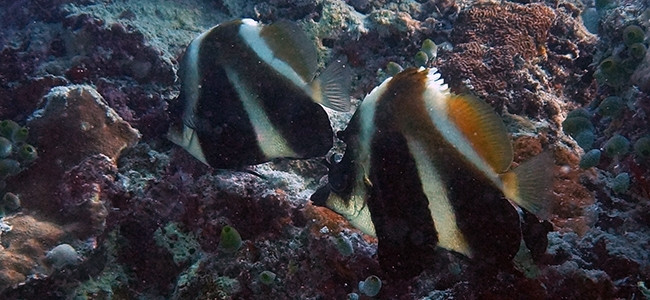 Heniochus pleurotaenia