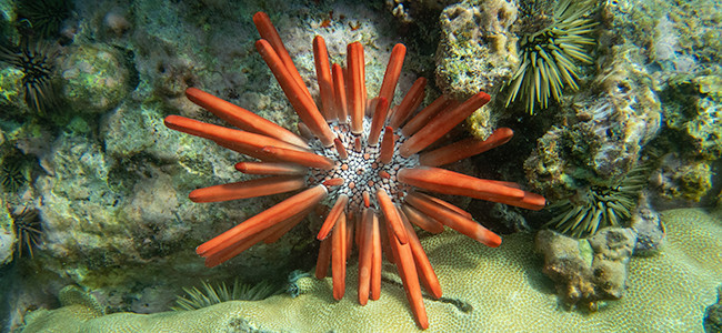 Heterocentrotus mamillatus