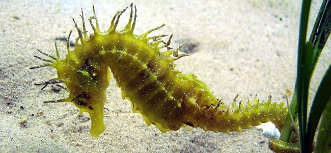 Hippocampus guttulatus