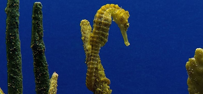 Hippocampus hippocampus