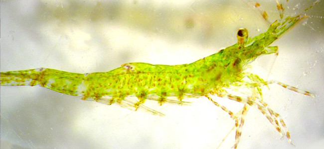 Hippolyte inermis