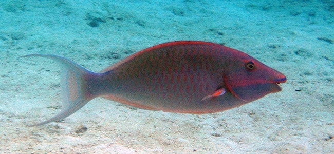 Hipposcarus harid