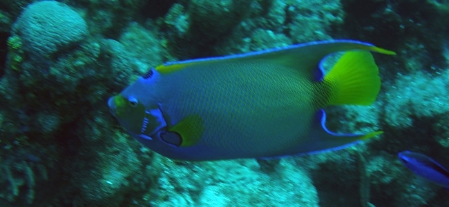 Holacanthus ciliaris