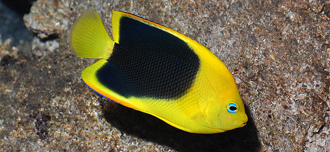 Holacanthus tricolor