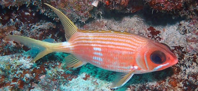 Holocentrus rufus