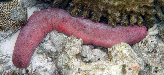 Holothuria edulis