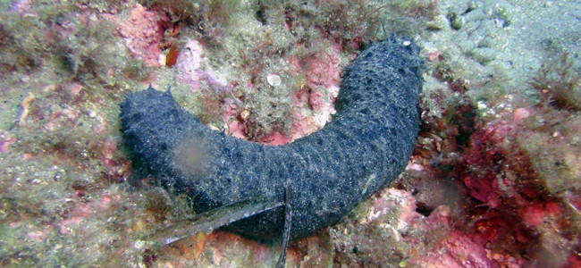 Holothuria forskali