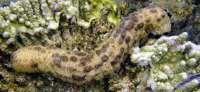 Holothuria impatiens