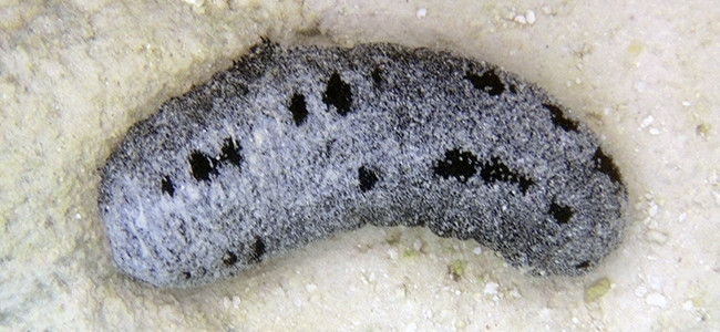 Holothuria nobilis