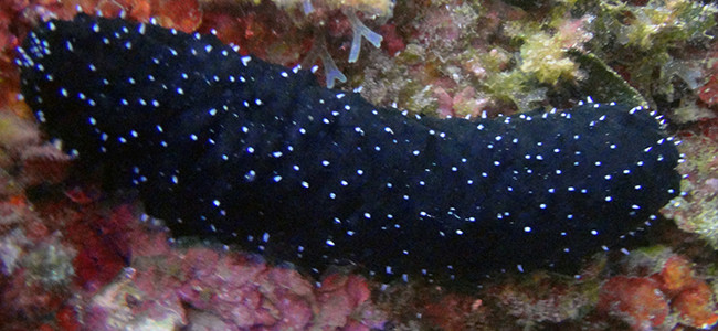 Holothuria poli