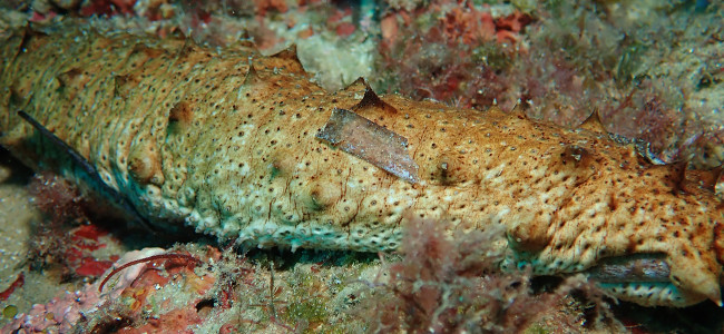 Holothuria sanctori