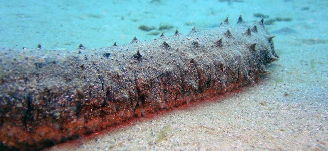 Holothuria tubulosa