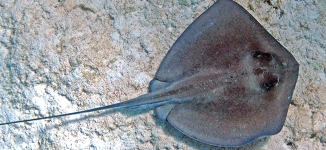 Hypanus americanus