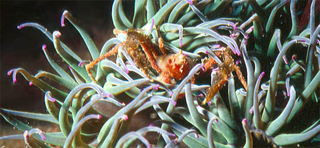 Inachus phalangium