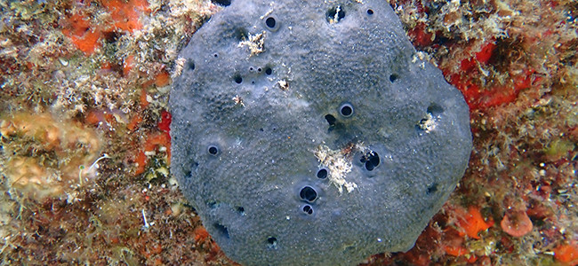 Ircinia oros
