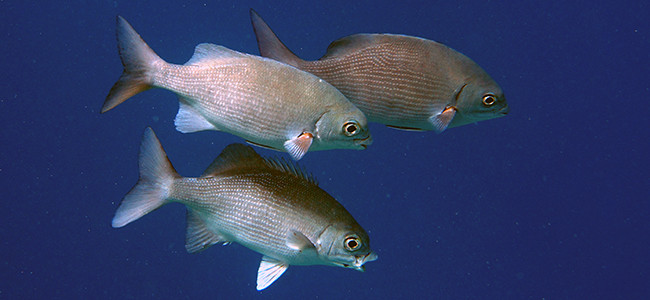 Kyphosus cinerascens