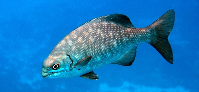 Kyphosus sectatrix