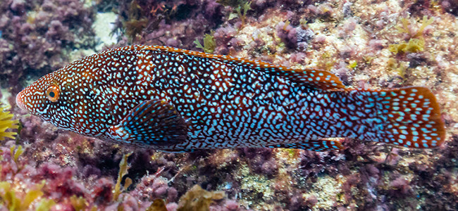 Labrus bergylta