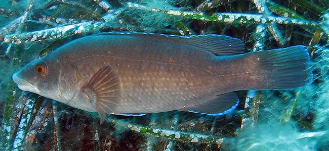 Labrus merula