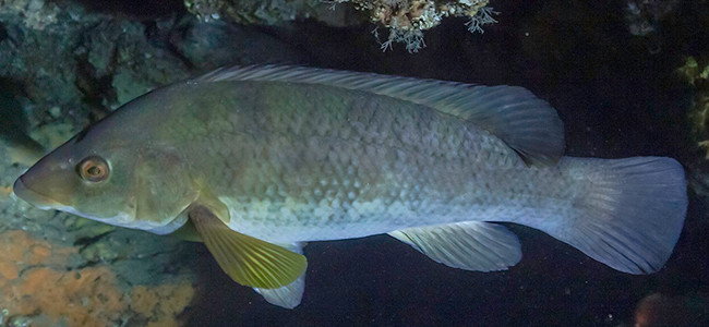 Labrus viridis