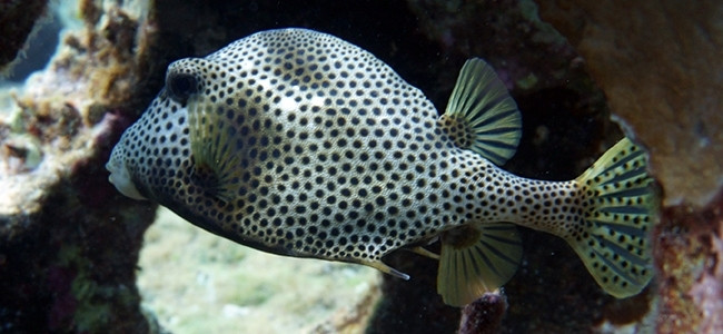 Lactophrys bicaudalis