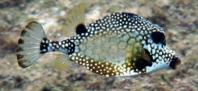 Lactophrys triqueter