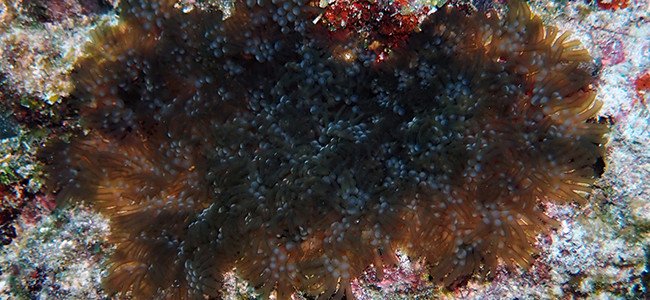 Lebrunia neglecta