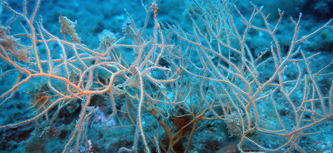 Leptogorgia sarmentosa