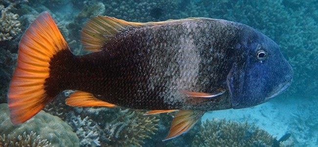 Lethrinus erythracanthus