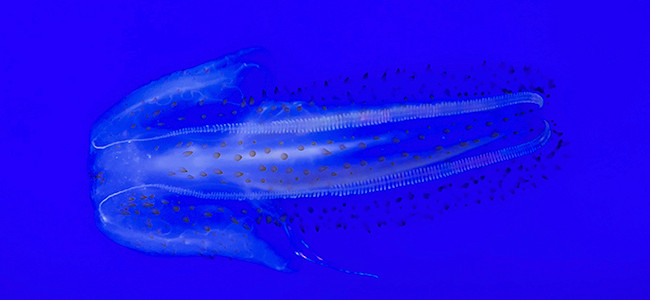 Leucothea pulchra