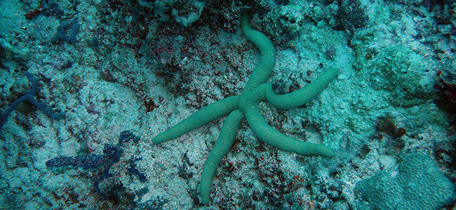 Linckia guildingi