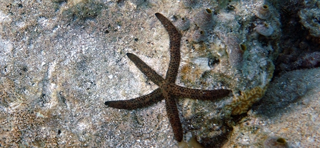 Linckia multifora