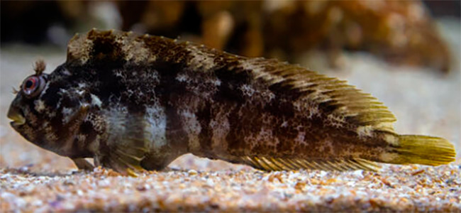 Lipophrys pholis