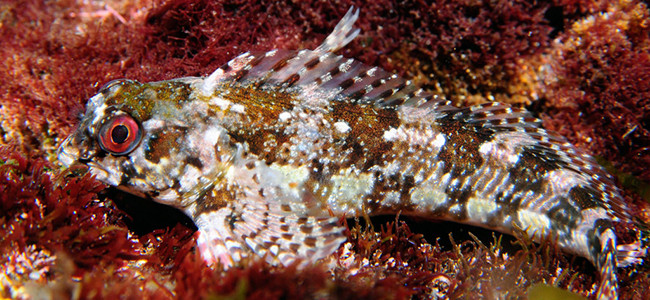Lipophrys trigloides