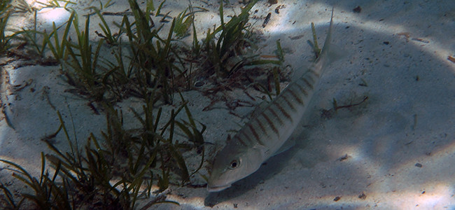 Lithognathus mormyrus