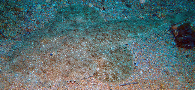 Lophius budegassa