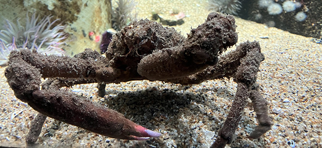 Loxorhynchus grandis