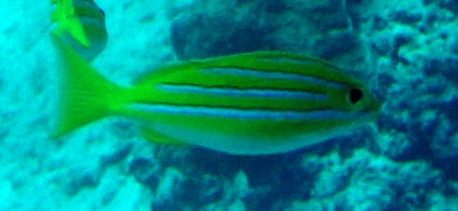 Lutjanus bengalensis