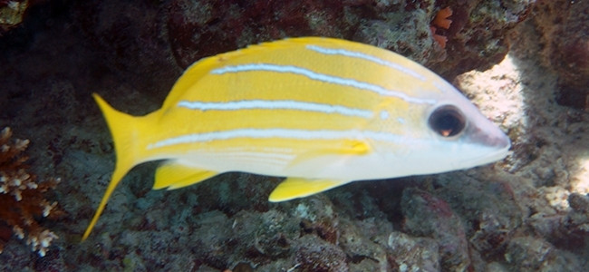 Lutjanus kasmira