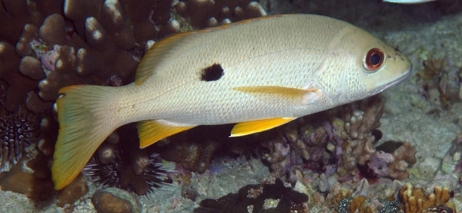 Lutjanus monostigma
