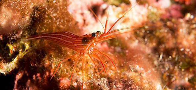 Lysmata seticaudata